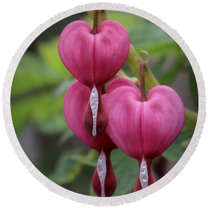 Skompski Round Beach Towel featuring the photograph Bleeding Hearts by Joseph Skompski