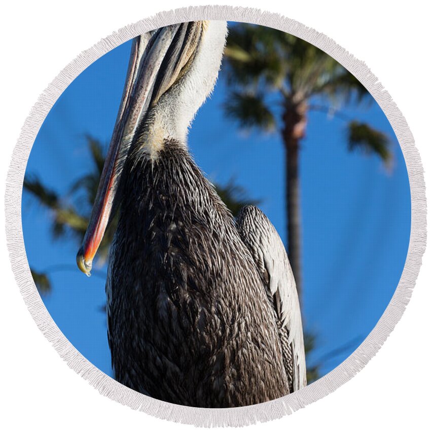 Blond Round Beach Towel featuring the photograph Blond Pelican by John Daly
