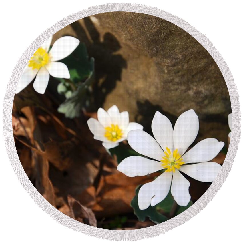 Flower Round Beach Towel featuring the photograph Bloodroot Beauty by Deanna Cagle