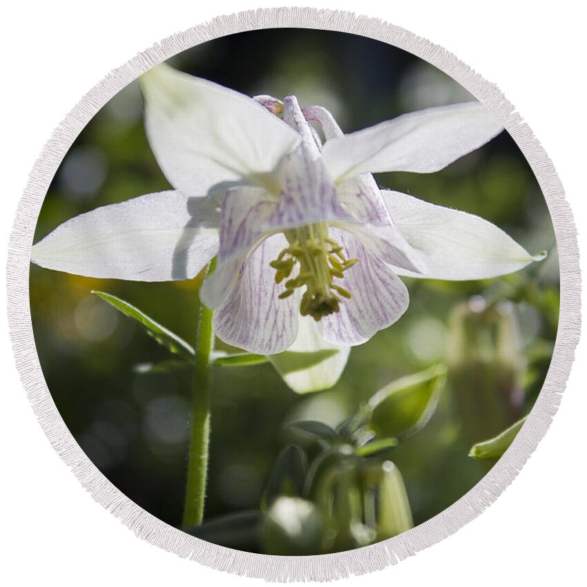 Columbine Round Beach Towel featuring the photograph Blooming Columbine by Brad Marzolf Photography