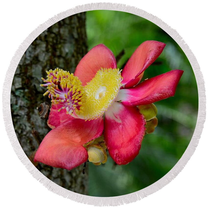  Flower Round Beach Towel featuring the photograph Blooming flower of Cannonball Tree by Imran Ahmed