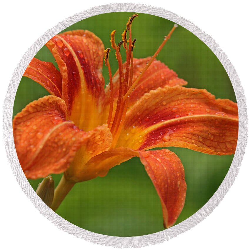 Orange Round Beach Towel featuring the photograph Blooming Tiger Lily by Juergen Roth