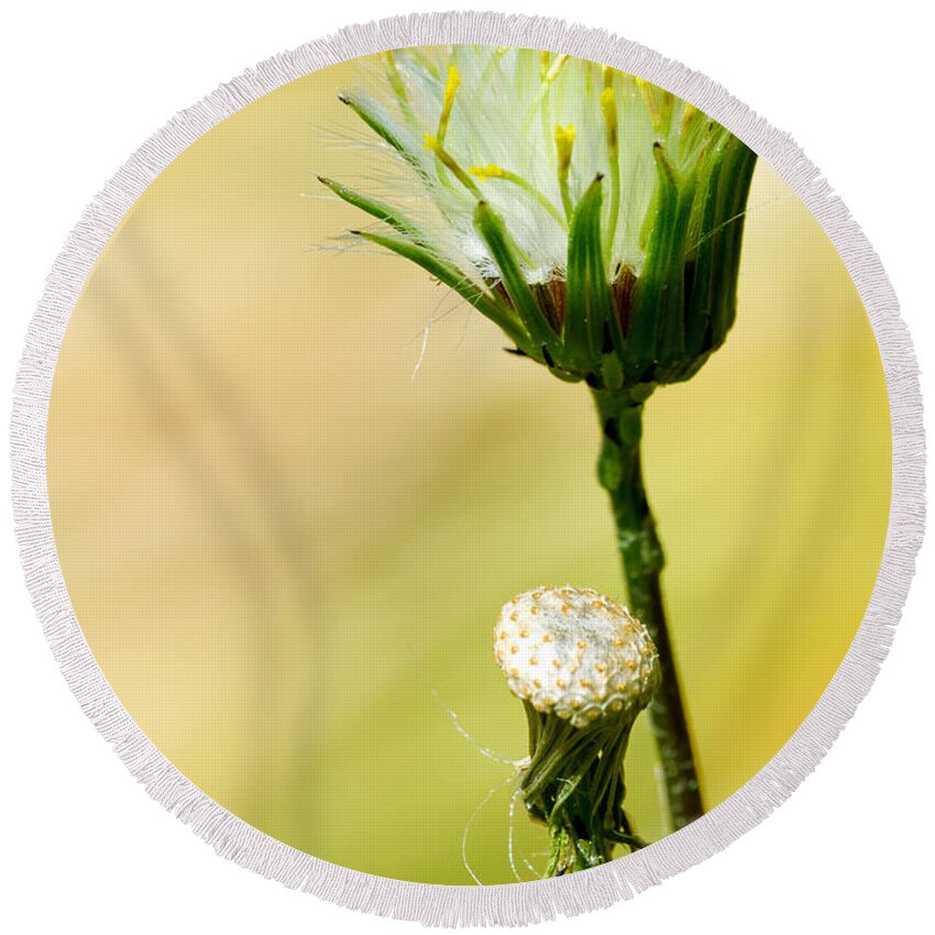 Macro Round Beach Towel featuring the photograph Blooming Weed by Georgette Grossman
