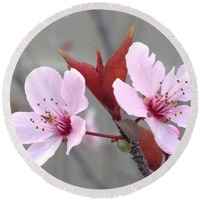 Blossoms Round Beach Towel featuring the photograph Blossoms of the Japanese plum tree in Las Vegas Nevada 2 by Jennifer E Doll