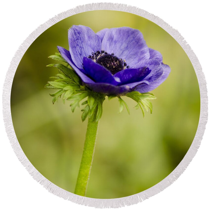 Blue Round Beach Towel featuring the photograph Blue Anemone by Spikey Mouse Photography