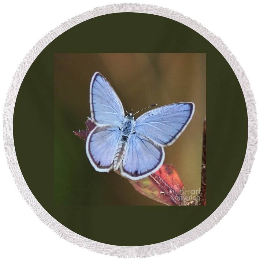 Blue Round Beach Towel featuring the photograph Blue Butterfly Square by Carol Groenen