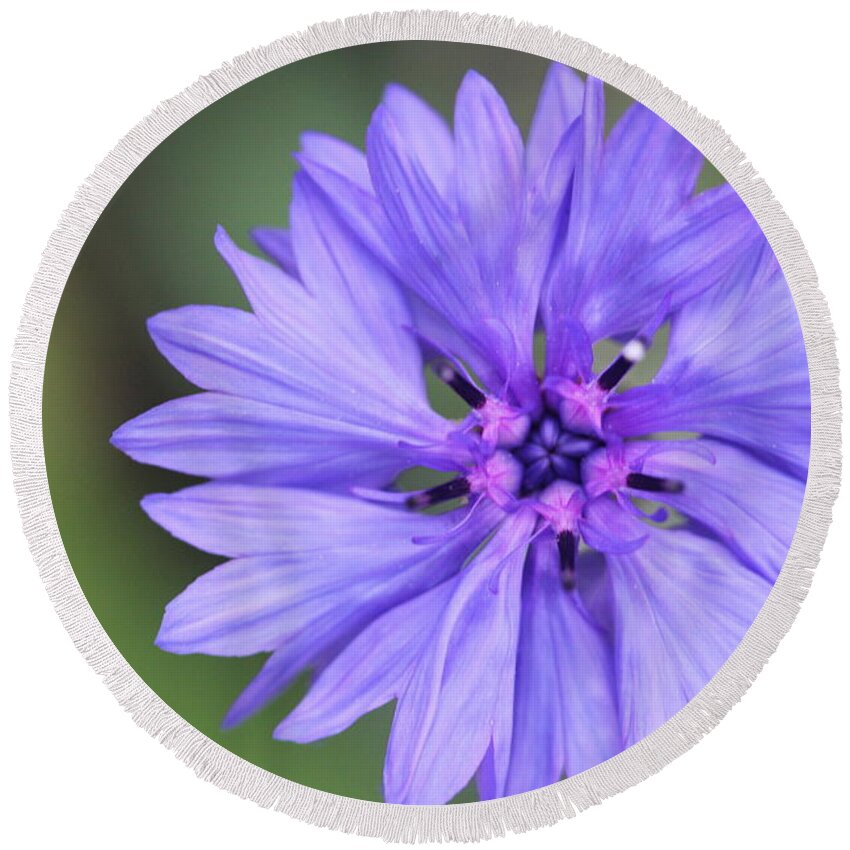 Blue Flower Round Beach Towel featuring the painting Blue Button by Ruth Kamenev