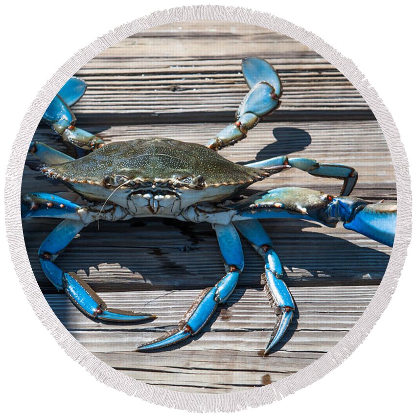 Blue Crab Round Beach Towel featuring the photograph Blue Crab Pincher by Dale Powell