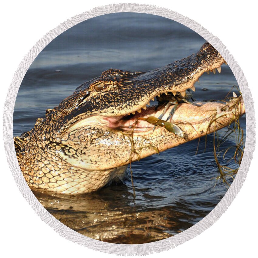 Alligator Round Beach Towel featuring the photograph Blue Crab Tar-Tar by Kathy Baccari