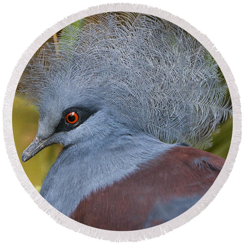 Pigeon Round Beach Towel featuring the photograph Blue-Crowned Pigeon by David Millenheft