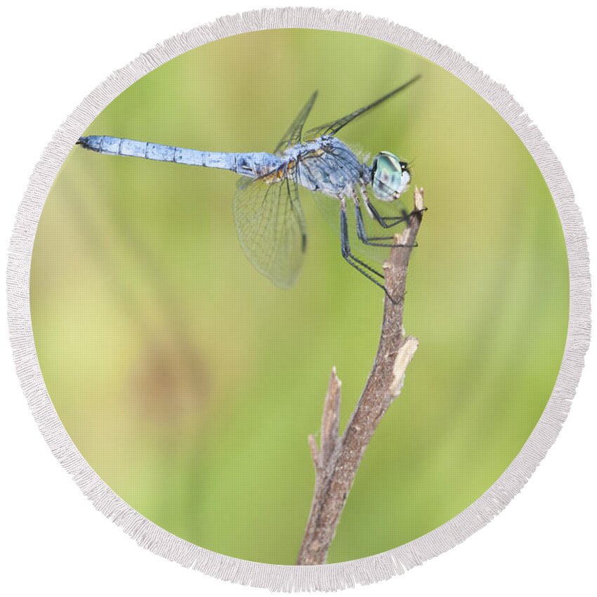 Blue Dasher Round Beach Towel featuring the photograph Blue Dasher by Bryan Keil
