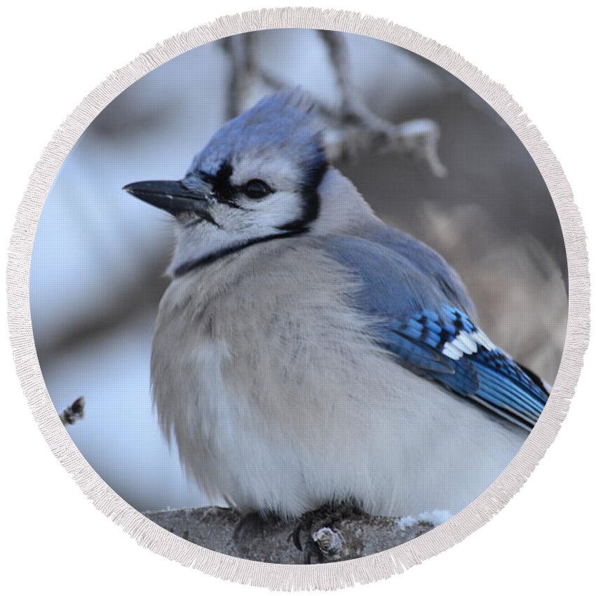 Bluejay- Bluejay In Winter- In A Tree Close Up~limited Edition 3 Of 10- Blue -bird- Blue Feathers- Winter Bluejay Bird- Gallery Print- Image Of A Blue Bird (art-photography Images By Rae Ann M. Garrett- Raeann Garrett) Round Beach Towel featuring the photograph Blue edition 7 of 10 by Rae Ann M Garrett