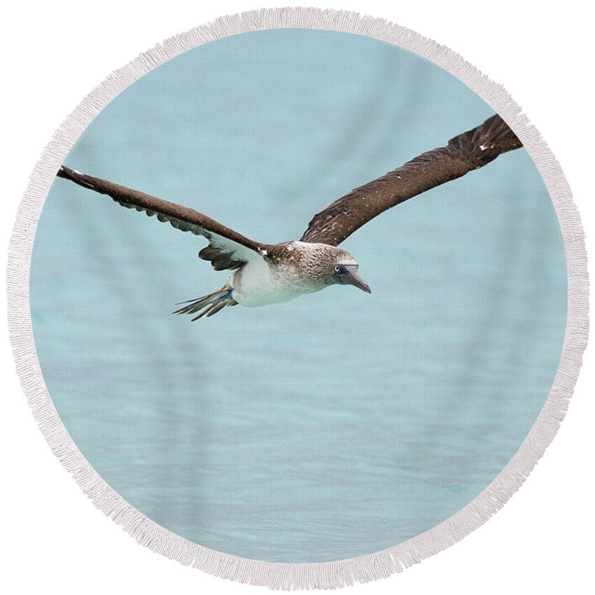 Blue-footed Booby Round Beach Towel featuring the photograph Blue-footed Booby in flight by Tony Mills