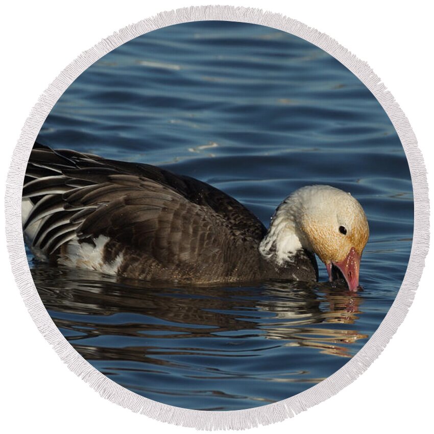Snow Geese Round Beach Towel featuring the photograph Blue Goose by Kathleen Bishop