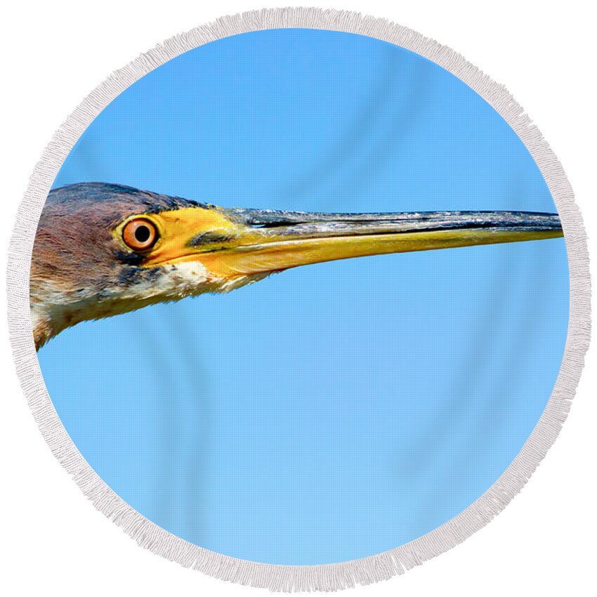 Blue Heron Round Beach Towel featuring the photograph Blue Heron by Mark Andrew Thomas