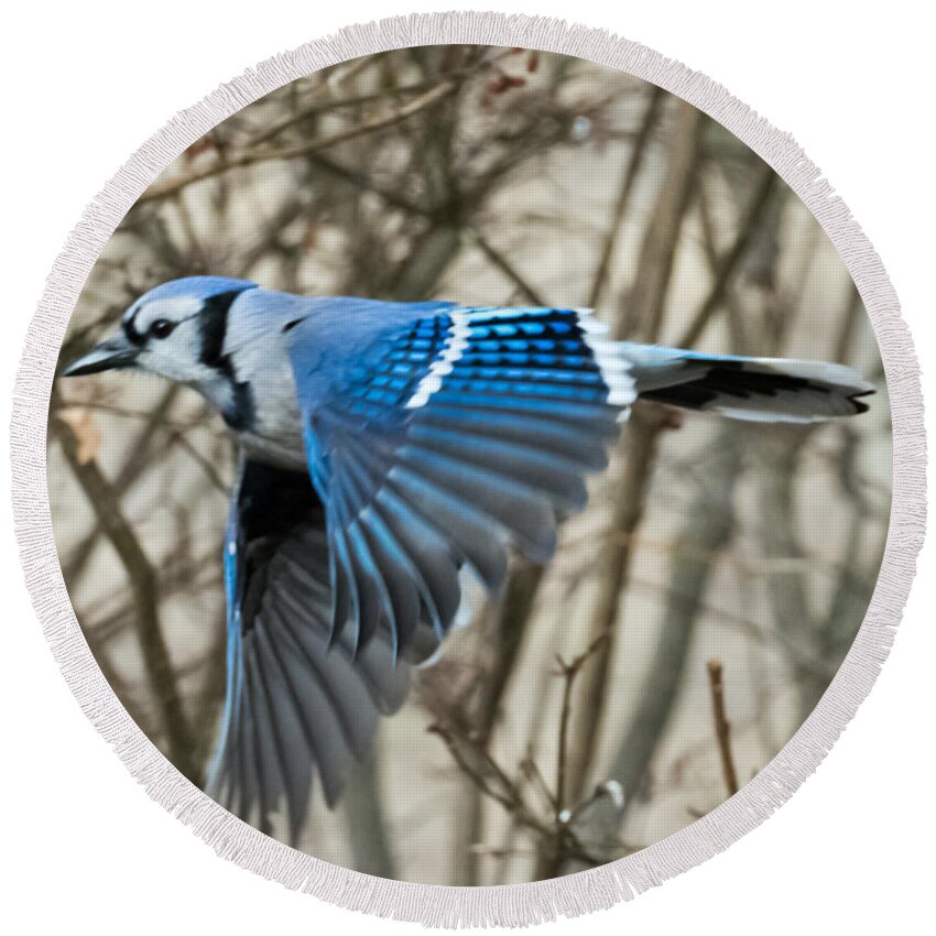 Blue Jay Round Beach Towel featuring the photograph Blue Jay by Holden The Moment
