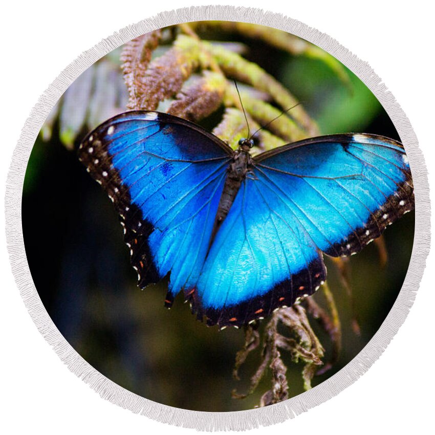 Blue Morpho Butterfly Round Beach Towel featuring the photograph Blue Morpho Butterfly by Vanessa Valdes