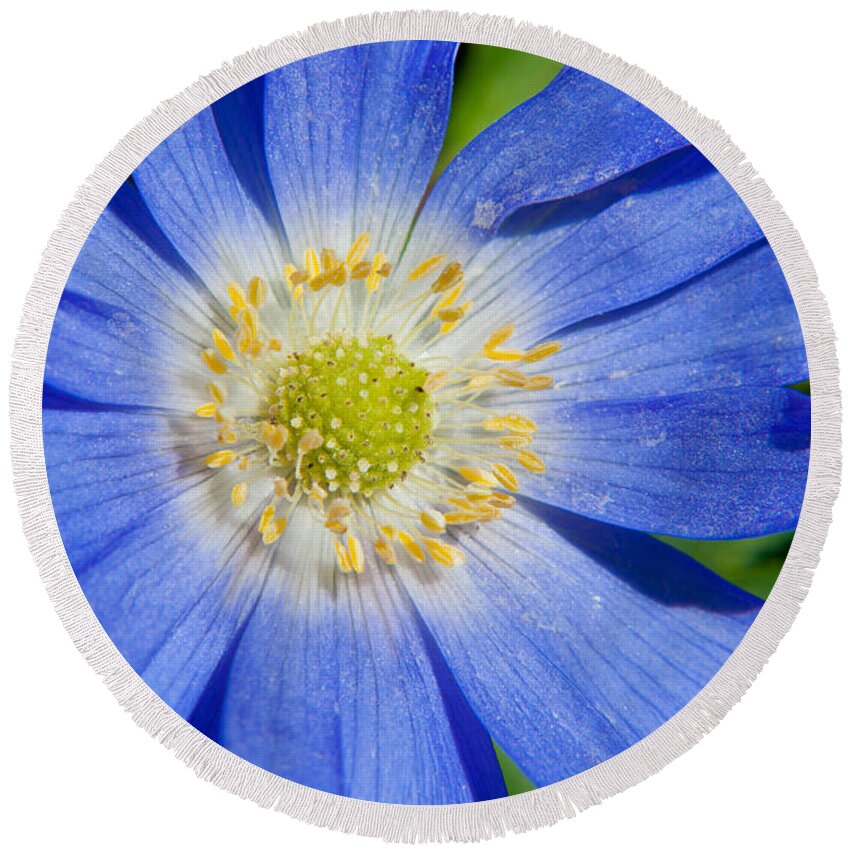 Anemone Round Beach Towel featuring the photograph Blue Swan River Daisy by Tikvah's Hope