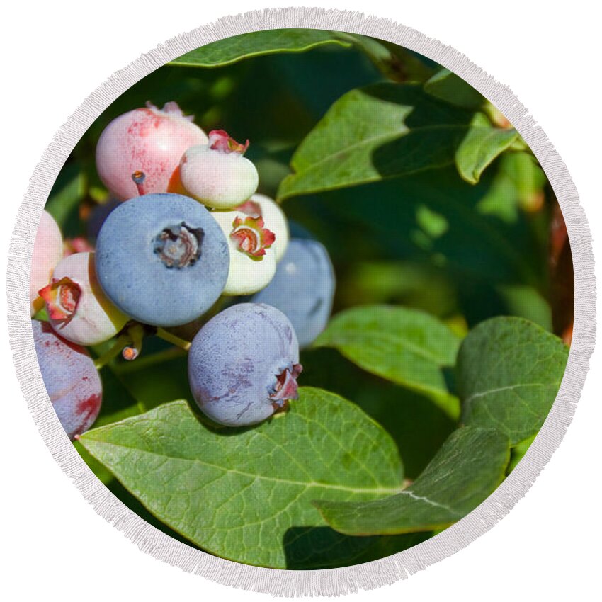 Plant Round Beach Towel featuring the photograph Blueberries by Richard and Ellen Thane