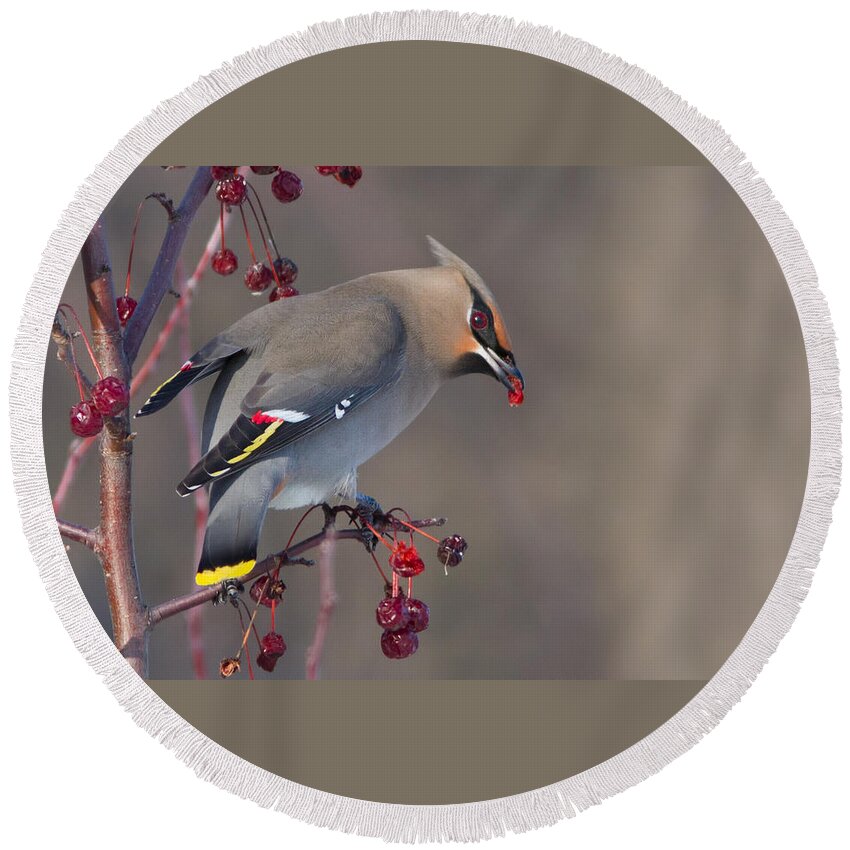 Bohemian Round Beach Towel featuring the photograph Bohemian Waxwing by Mircea Costina Photography