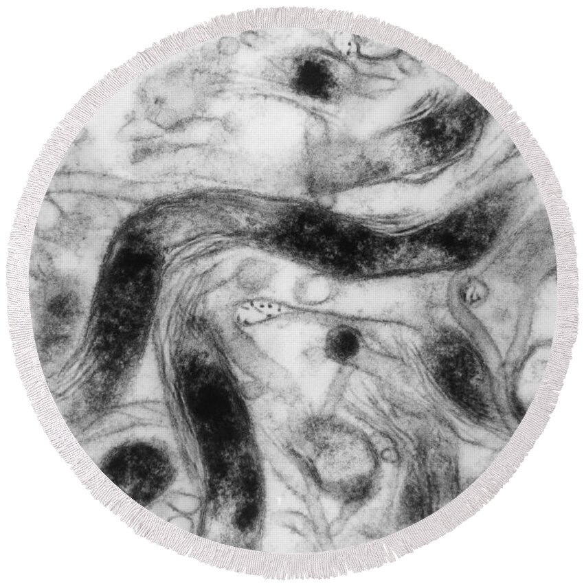 Science Round Beach Towel featuring the photograph Borrelia Burgdorferi Lyme Disease, Tem by David M. Phillips