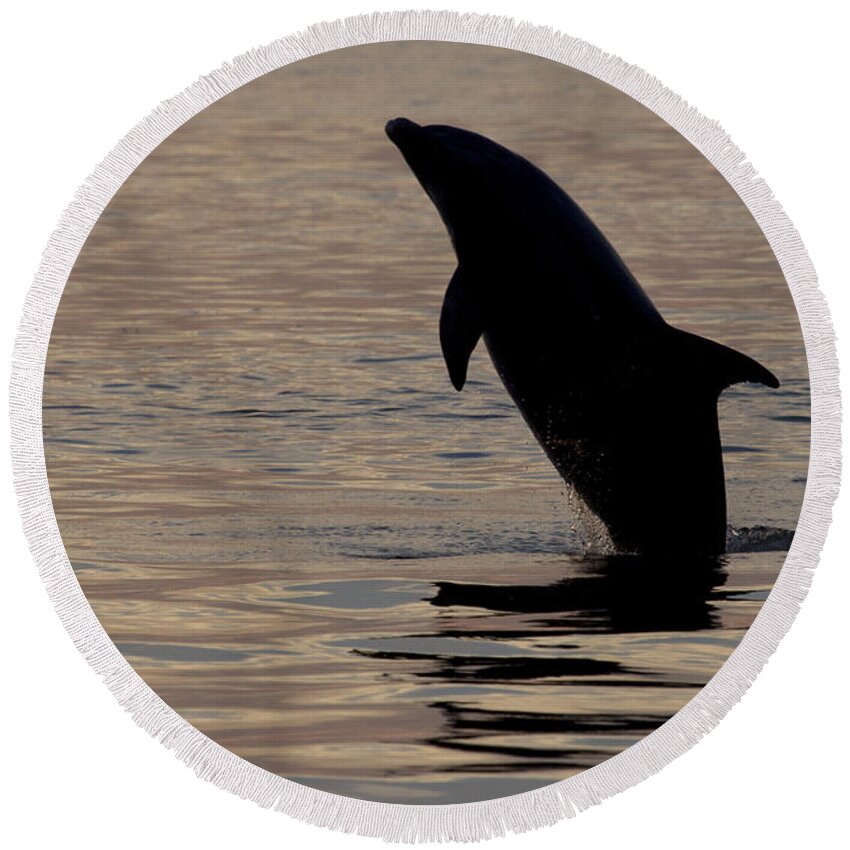 Bottlenose Dolphin Round Beach Towel featuring the photograph Bottlenose Dolphin by Meg Rousher