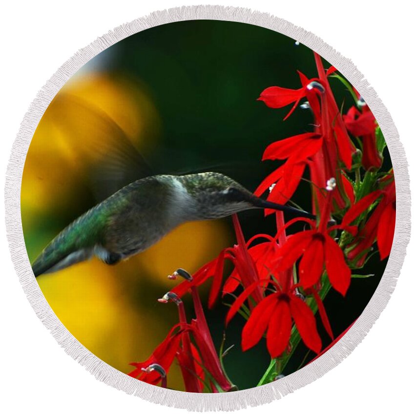 Hummingbird Round Beach Towel featuring the photograph Boy Am I Hungry by Judy Wolinsky