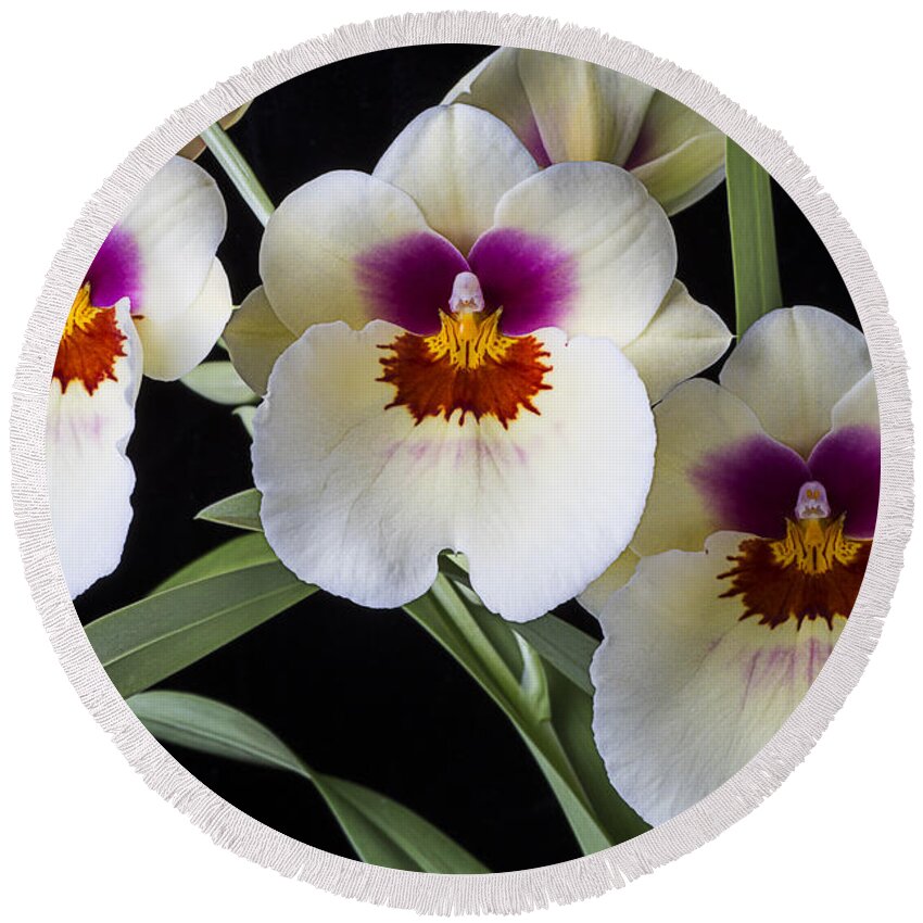 Row Round Beach Towel featuring the photograph Bright Miltonia Orchids by Garry Gay