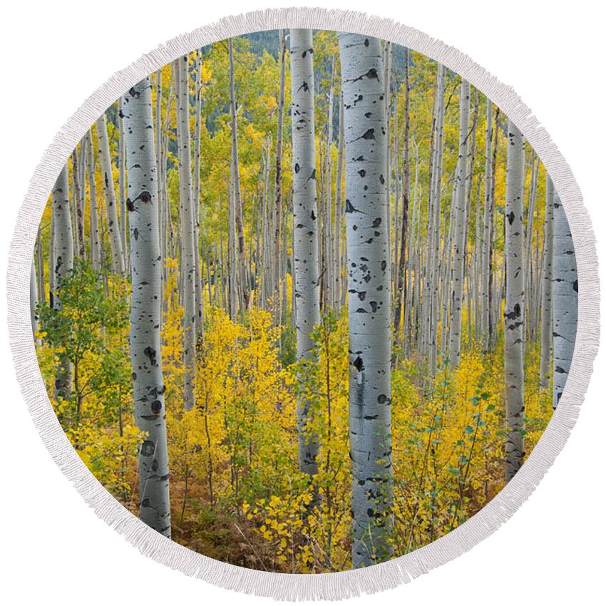 Forest Round Beach Towel featuring the photograph Brilliant Colors of the Autumn Aspen Forest by Cascade Colors