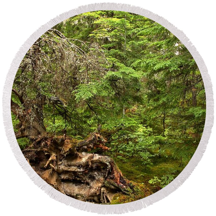 Rain Forest Round Beach Towel featuring the photograph British Columbia Rain Forest Stump by Adam Jewell