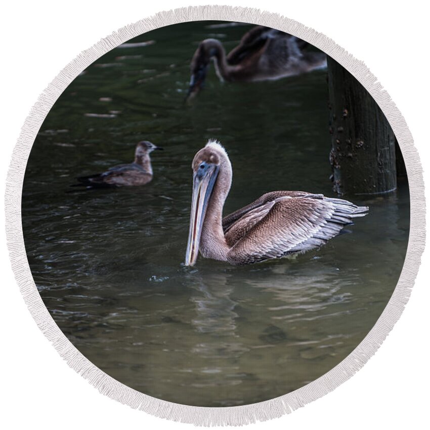 Brown Round Beach Towel featuring the photograph Brown Pelican by Dale Powell