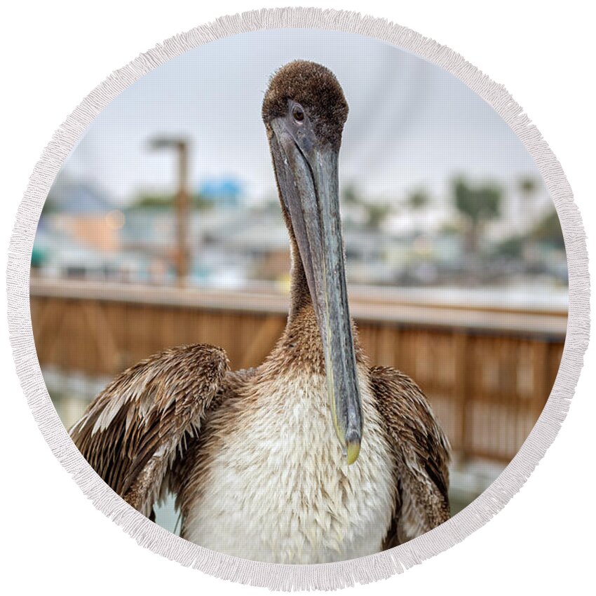 Florida Round Beach Towel featuring the photograph Brown Pelican on the Ft Myers Pier by Edward Fielding