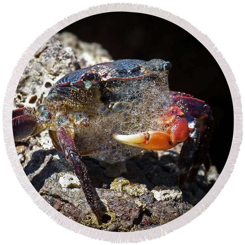 The Crab Round Beach Towel featuring the photograph Bubbles the Crab by Ernest Echols