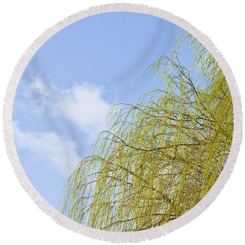 Autumn Round Beach Towel featuring the photograph Budding willow by Tom Gowanlock