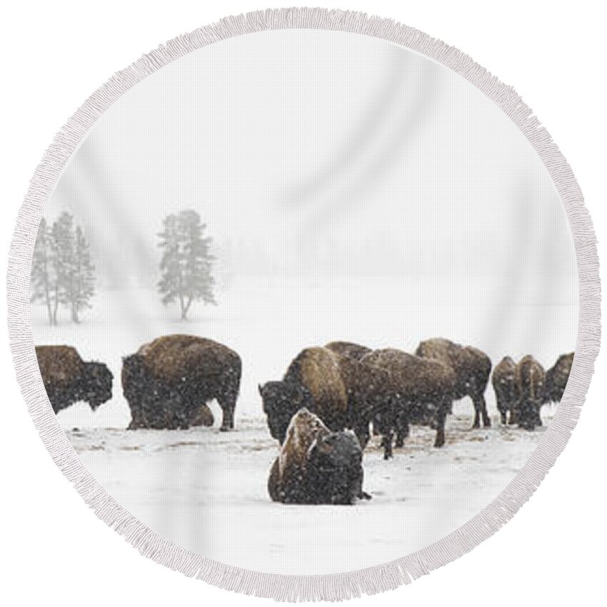 Yellowstone Round Beach Towel featuring the photograph Buffalo Herd in Snow by Bill Cubitt