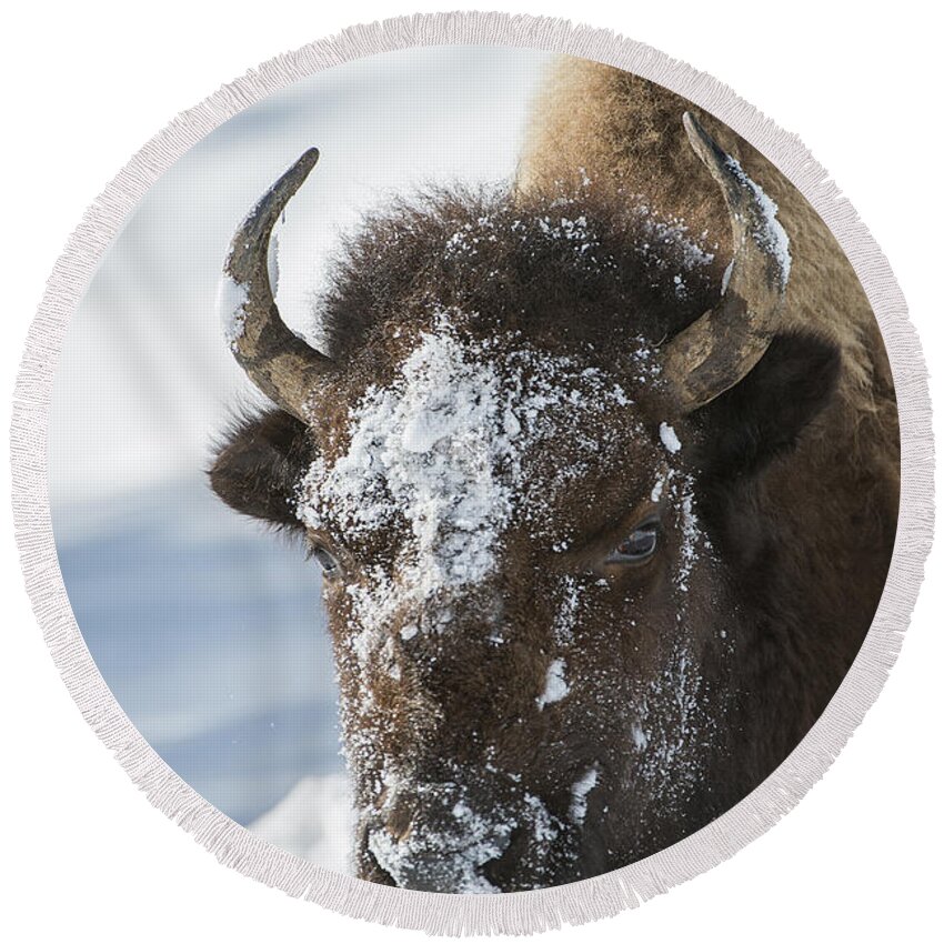 Yellowstone Round Beach Towel featuring the photograph Buffalo in Snow by Bill Cubitt