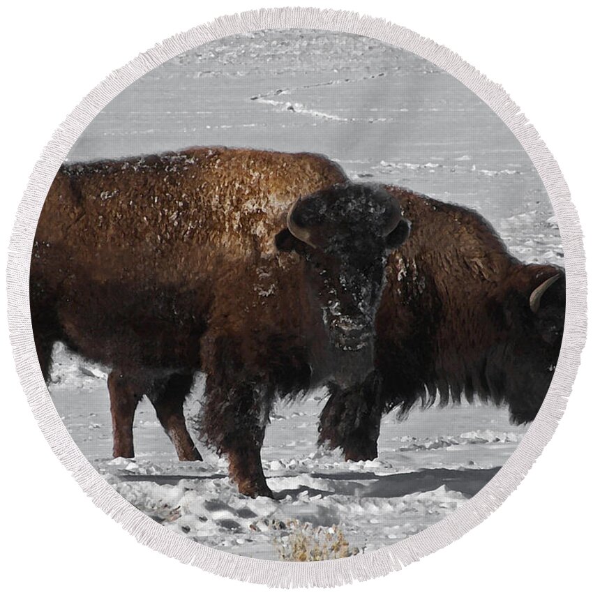 Buffalo Round Beach Towel featuring the photograph Buffalo in Snow by Ernest Echols