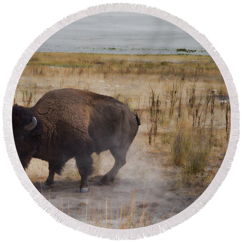 Buffalo Round Beach Towel featuring the photograph Buffalo of Antelope Island by Donna Greene