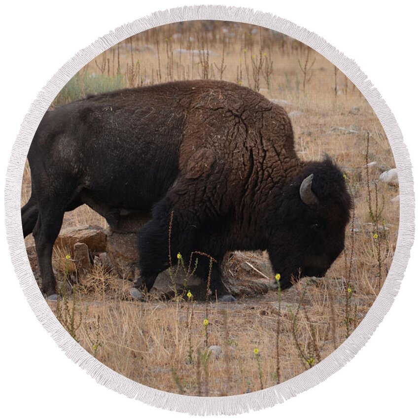 Buffalo Round Beach Towel featuring the photograph Buffalo of Antelope Island IV by Donna Greene