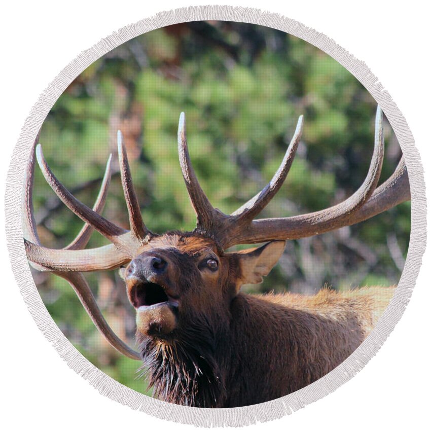 Elk Round Beach Towel featuring the photograph Bugling Bull #2 by Shane Bechler