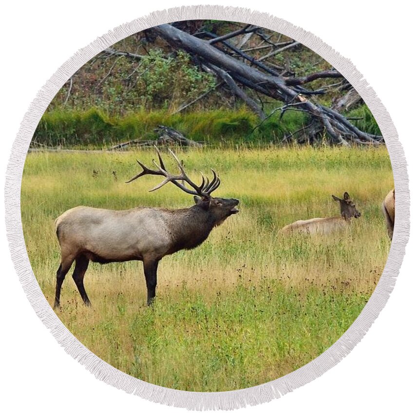 Bull Elk Round Beach Towel featuring the photograph Bugling Over Harem by Yeates Photography