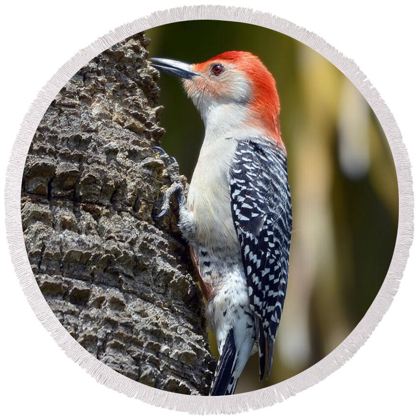 Woodpecker Round Beach Towel featuring the photograph Building A Home by Kathy Baccari