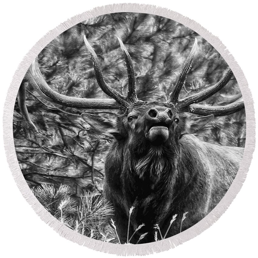 Elk Round Beach Towel featuring the photograph Bull Elk Bugling Black and White by Ron White