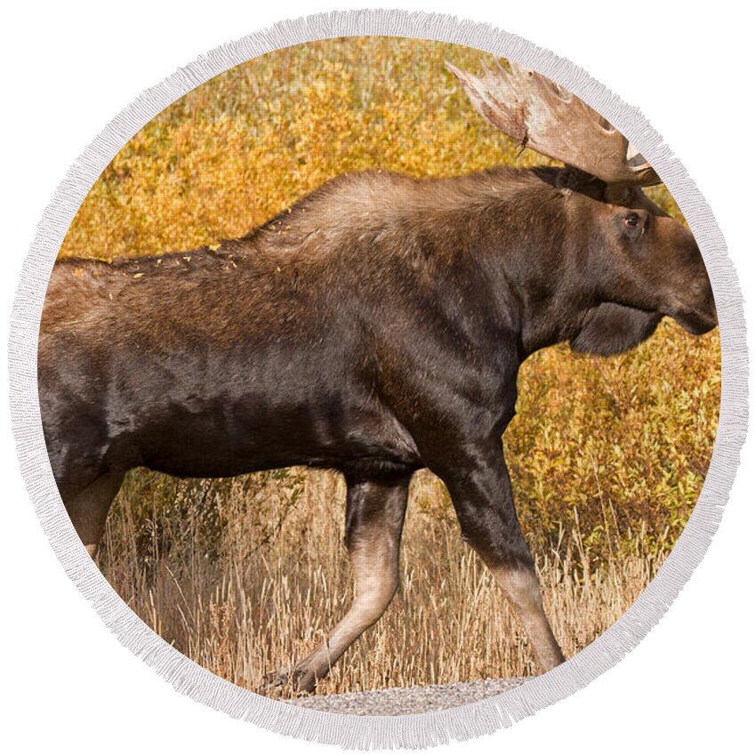 Alces Alces Round Beach Towel featuring the photograph Bull Moose Grand Teton National Park by Fred Stearns