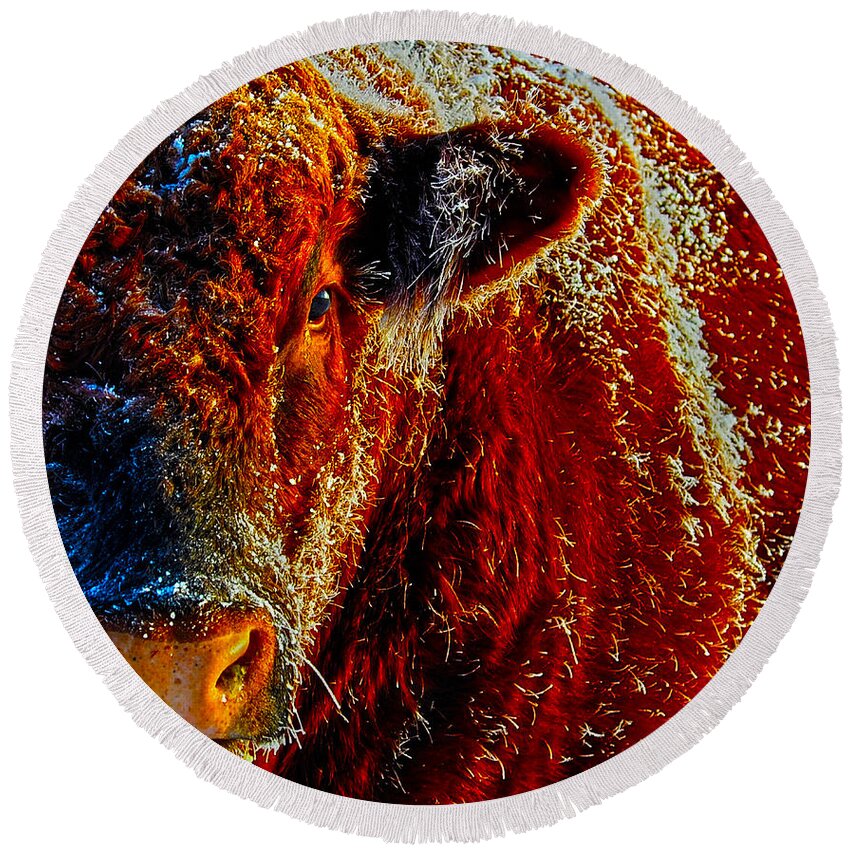 Hdr Round Beach Towel featuring the photograph Bull on Ice by Amanda Smith