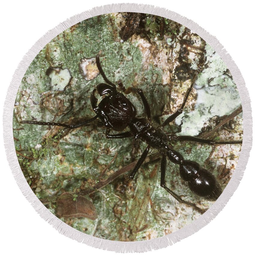 Bala Ant Round Beach Towel featuring the photograph Bullet Ant by Gregory G. Dimijian, M.D.