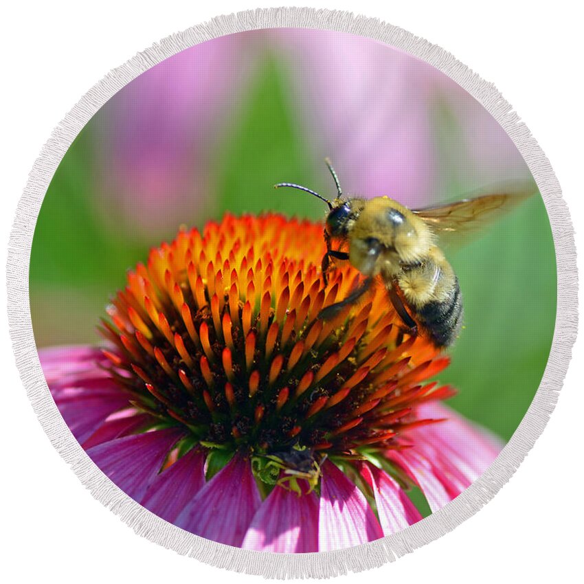 Bee Round Beach Towel featuring the photograph Bumblebee on a Coneflower by Rodney Campbell