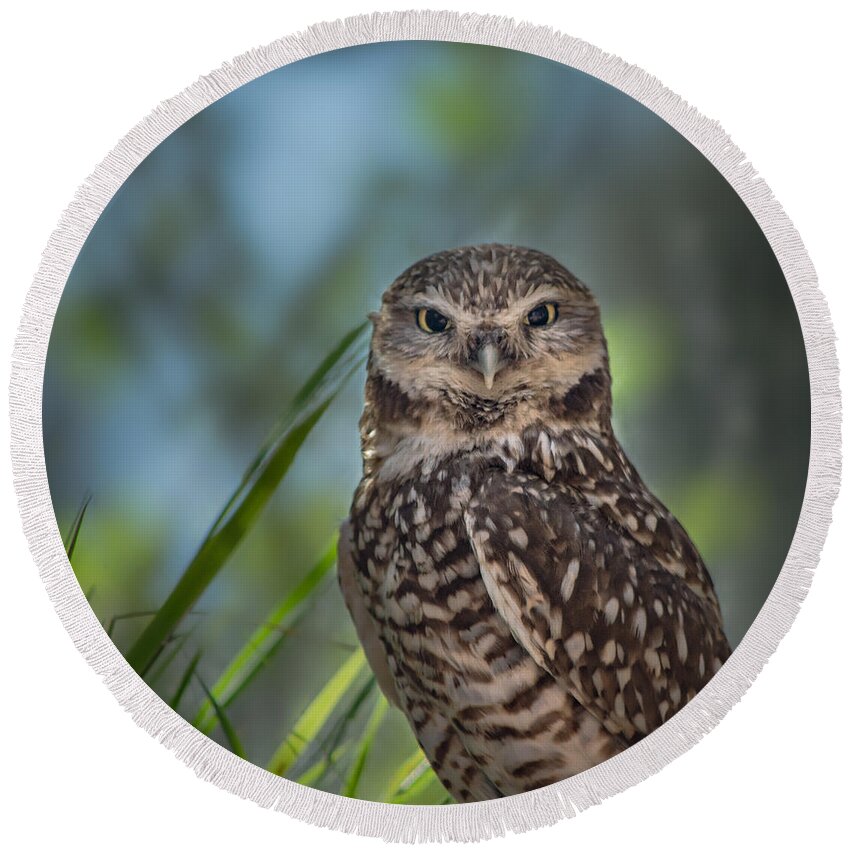 Owl Round Beach Towel featuring the photograph Burrowing Owl by Linda Villers