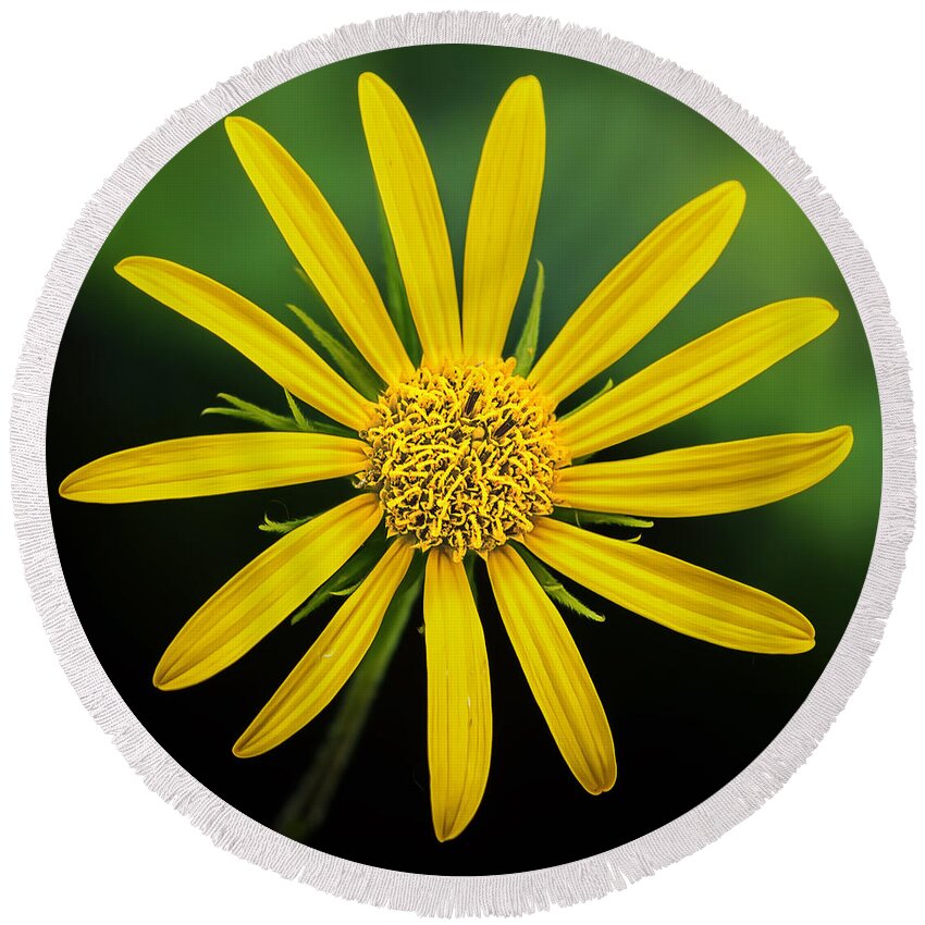 Flower Round Beach Towel featuring the photograph Bursting Yellow Petals by Bill and Linda Tiepelman