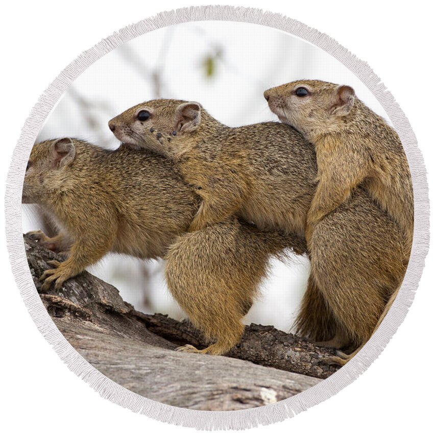 Smith's Bush Squirrel Round Beach Towel featuring the photograph Bush Squirrels by Max Waugh